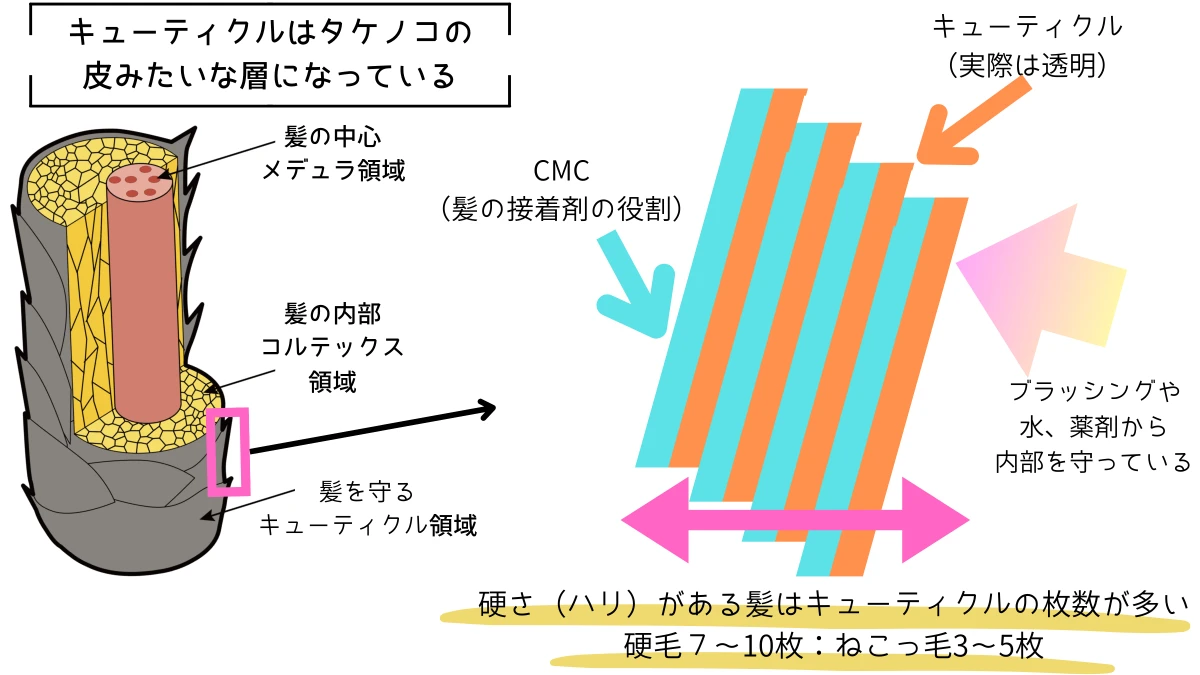 キューティクルはたけのこの皮みたいに層になっている